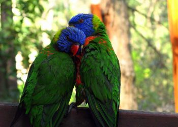 Austrálie čelí šíření ptačí chřipky H5N1, spoléhá na dobrovolníky