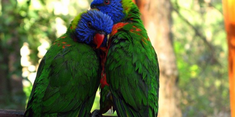 Austrálie čelí šíření ptačí chřipky H5N1, spoléhá na dobrovolníky
