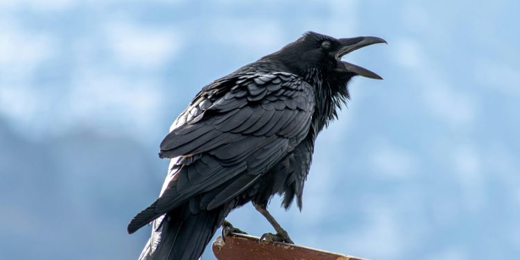 Olejování krkavčích vajec pomáhá zachránit ohrožené tetřívky pelyňkové